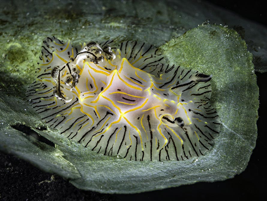 Halgerda willeyi